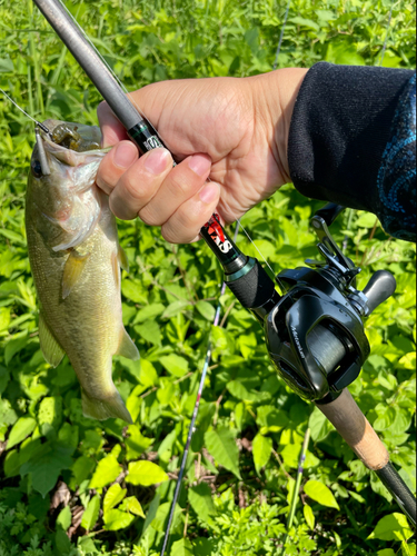 ラージマウスバスの釣果