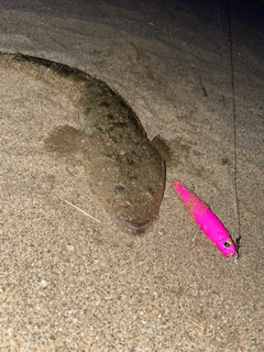 マゴチの釣果