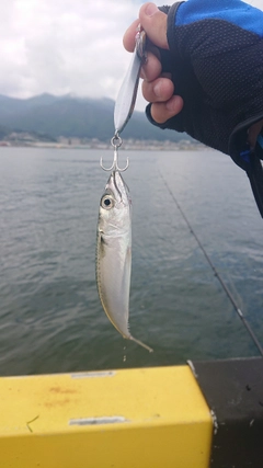 サバの釣果