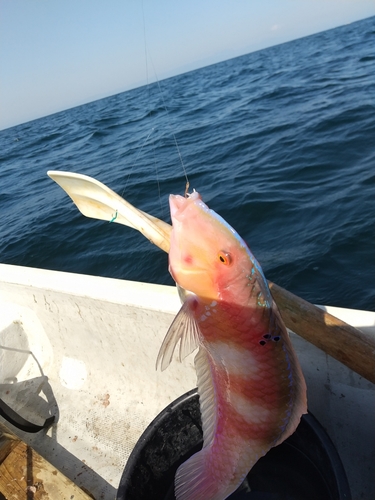 テンスの釣果