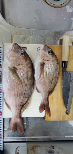 マダイの釣果