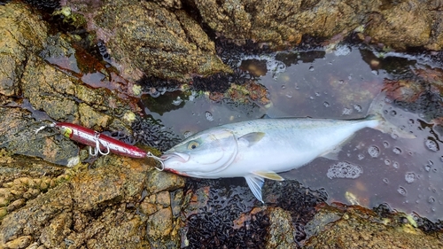 ヤズの釣果