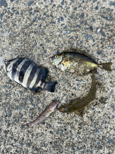 シマダイの釣果