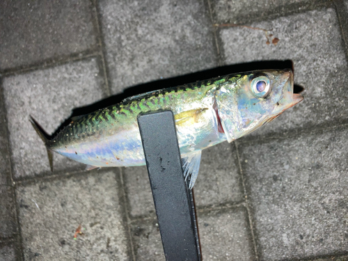 マサバの釣果