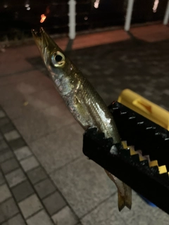 カマスの釣果