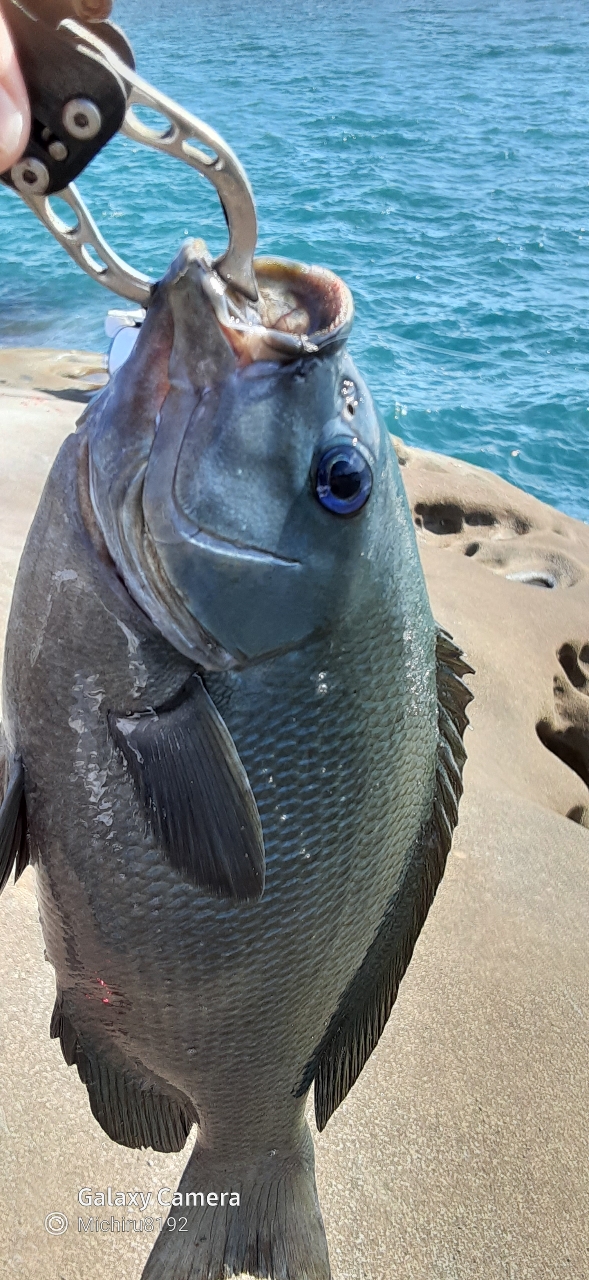 クチブトグレ