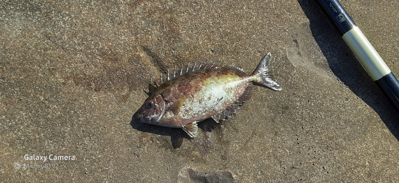 クチブトグレ