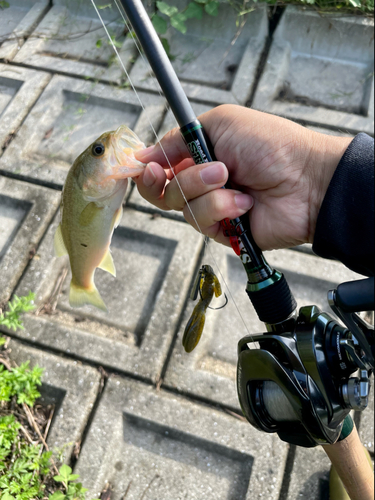 ラージマウスバスの釣果