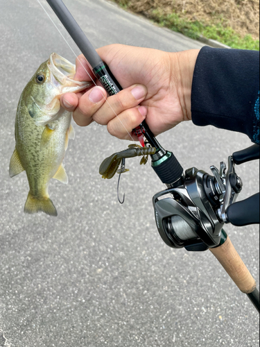 ラージマウスバスの釣果