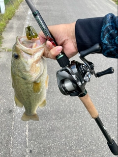 ラージマウスバスの釣果