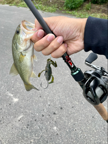 ラージマウスバスの釣果