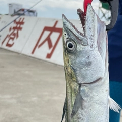 サゴシの釣果