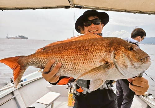 マダイの釣果