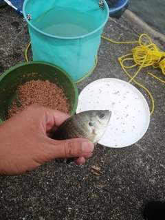 ブルーギルの釣果