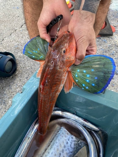 ホウボウの釣果