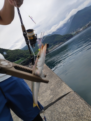 カマスの釣果