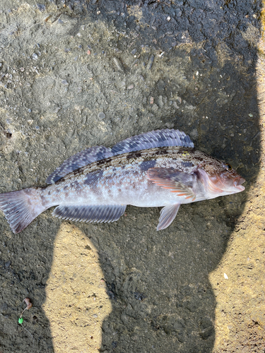 アブラコの釣果