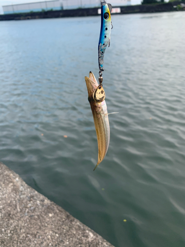 カマスの釣果