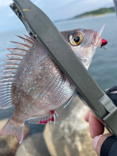 タイの釣果