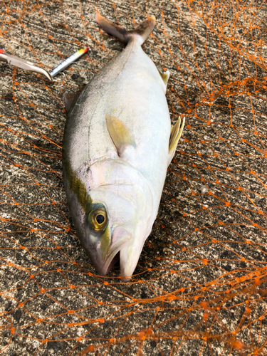 ショゴの釣果