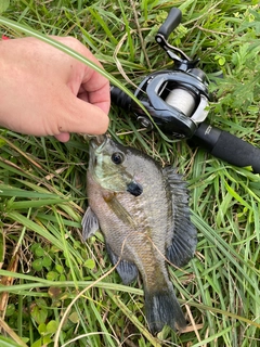 ブルーギルの釣果