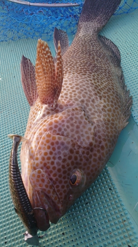 オオモンハタの釣果