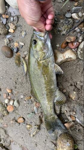 スモールマウスバスの釣果