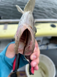 マゴチの釣果