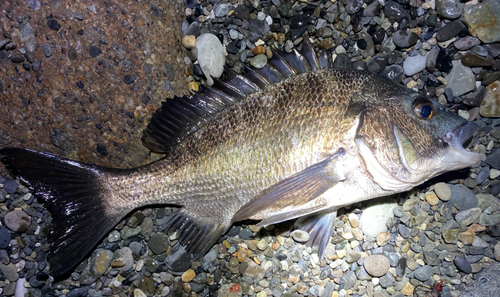 クロダイの釣果