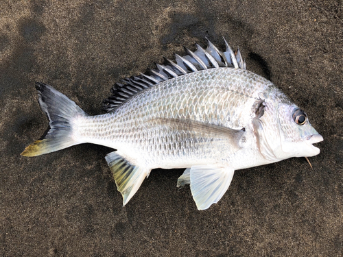 キビレの釣果