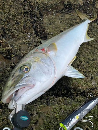 ヒラマサの釣果