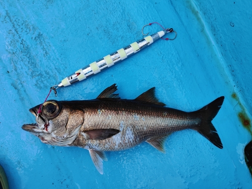 ムツの釣果