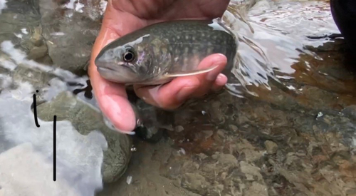 イワナの釣果