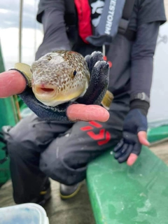 ショウサイフグの釣果