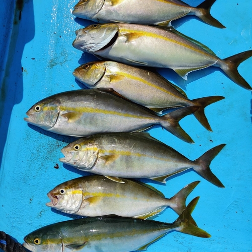 シオの釣果