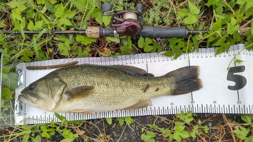 ブラックバスの釣果