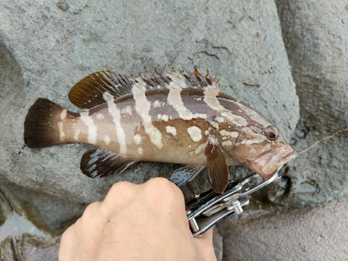 クエの釣果