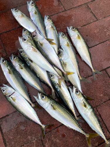 サバの釣果