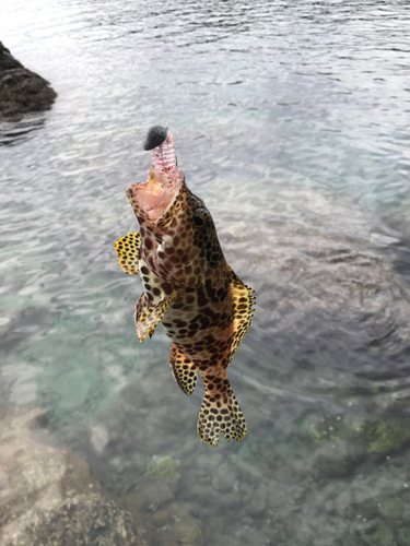 カンモンハタの釣果