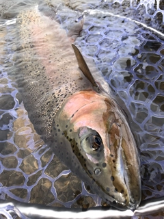 ニジマスの釣果