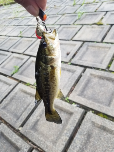 ラージマウスバスの釣果