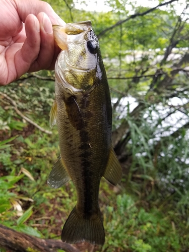 ラージマウスバスの釣果