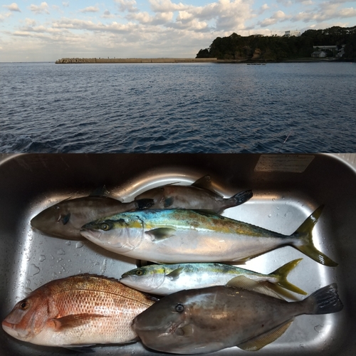 マダイの釣果