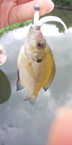 ブルーギルの釣果