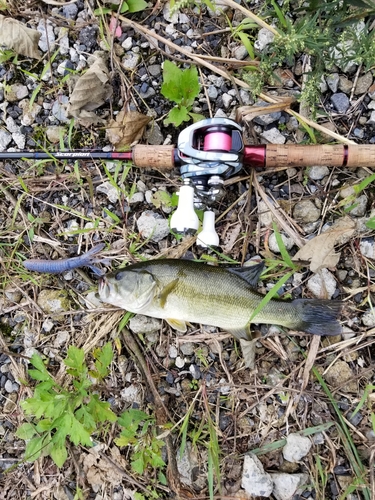 ラージマウスバスの釣果