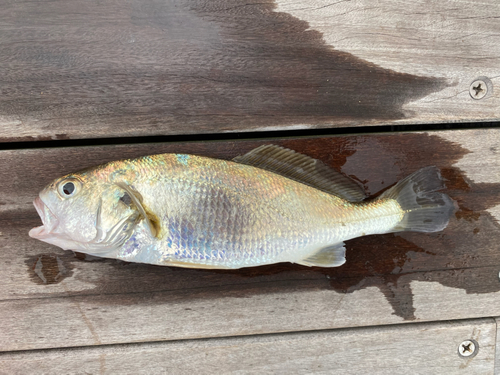 イシモチの釣果