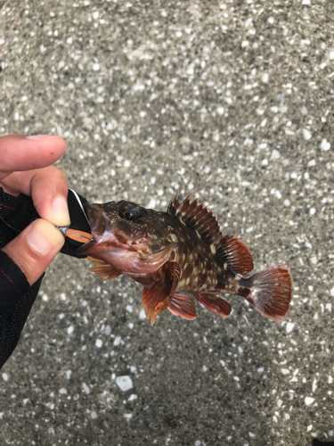 カサゴの釣果