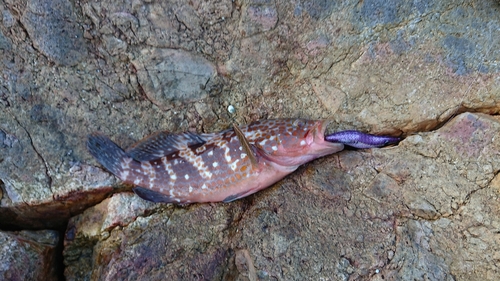 キジハタの釣果