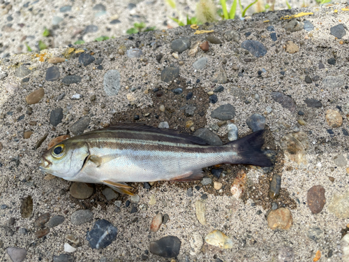 イサキの釣果