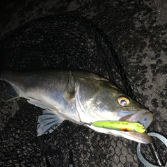 スズキの釣果